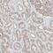 Zinc Finger AN1-Type Containing 2B antibody, HPA035159, Atlas Antibodies, Immunohistochemistry frozen image 