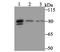 Microtubule Affinity Regulating Kinase 3 antibody, A05355-1, Boster Biological Technology, Western Blot image 