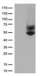 CD16 antibody, TA813633S, Origene, Western Blot image 