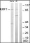 Upstream Binding Transcription Factor antibody, orb96502, Biorbyt, Western Blot image 