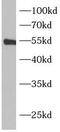 Bactericidal Permeability Increasing Protein antibody, FNab00936, FineTest, Western Blot image 