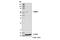 Tripartite Motif Containing 27 antibody, 15099S, Cell Signaling Technology, Western Blot image 