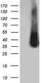 Zinc Finger CCHC-Type Containing 17 antibody, TA809515S, Origene, Western Blot image 