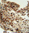 Indoleamine 2,3-Dioxygenase 1 antibody, abx031670, Abbexa, Immunohistochemistry paraffin image 