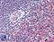 Adhesion G Protein-Coupled Receptor E5 antibody, LS-B1780, Lifespan Biosciences, Immunohistochemistry paraffin image 