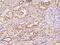 Putative adenosylhomocysteinase 3 antibody, 203610-T08, Sino Biological, Immunohistochemistry paraffin image 