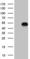 Meis Homeobox 1 antibody, MA5-27190, Invitrogen Antibodies, Western Blot image 