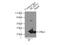 B Cell Receptor Associated Protein 31 antibody, 11200-1-AP, Proteintech Group, Immunoprecipitation image 