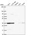 Deoxyribose-Phosphate Aldolase antibody, PA5-65986, Invitrogen Antibodies, Western Blot image 