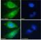 NAD(P)H Quinone Dehydrogenase 1 antibody, NB100-1005, Novus Biologicals, Immunocytochemistry image 