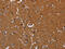 Leucine Rich Repeat Containing 57 antibody, CSB-PA460709, Cusabio, Immunohistochemistry frozen image 