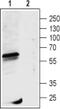 Gamma-Aminobutyric Acid Type A Receptor Rho1 Subunit antibody, PA5-77405, Invitrogen Antibodies, Western Blot image 