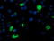 Lipoprotein Lipase antibody, TA503792, Origene, Immunofluorescence image 