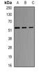Selenium Binding Protein 1 antibody, orb340745, Biorbyt, Western Blot image 
