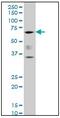RUNX Family Transcription Factor 2 antibody, AM20866PU-N, Origene, Western Blot image 