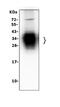 Pulmonary surfactant-associated protein A1 antibody, PA1347, Boster Biological Technology, Western Blot image 