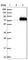 Complement Component 4 Binding Protein Alpha antibody, HPA001578, Atlas Antibodies, Western Blot image 