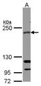 RPTOR Independent Companion Of MTOR Complex 2 antibody, LS-C185632, Lifespan Biosciences, Western Blot image 
