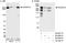 SEC16 Homolog A, Endoplasmic Reticulum Export Factor antibody, A300-648A, Bethyl Labs, Western Blot image 