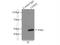 UFM1 Specific Peptidase 2 antibody, 16999-1-AP, Proteintech Group, Immunoprecipitation image 