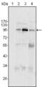 Staphylococcal Nuclease And Tudor Domain Containing 1 antibody, abx011544, Abbexa, Enzyme Linked Immunosorbent Assay image 