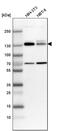 Myosin Phosphatase Rho Interacting Protein antibody, PA5-54631, Invitrogen Antibodies, Western Blot image 
