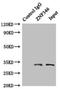 Zinc Finger Protein 346 antibody, LS-C377072, Lifespan Biosciences, Immunoprecipitation image 