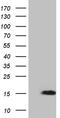 Neurogranin antibody, LS-C792929, Lifespan Biosciences, Western Blot image 