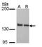 Leucine Rich Pentatricopeptide Repeat Containing antibody, GTX109558, GeneTex, Western Blot image 