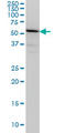 TUB Like Protein 2 antibody, LS-C198385, Lifespan Biosciences, Western Blot image 