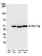 c-Myc antibody, A191-101, Bethyl Labs, Western Blot image 