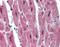 RNA Binding Motif Protein 24 antibody, NBP1-80482, Novus Biologicals, Immunohistochemistry paraffin image 