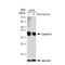 Caspase 6 antibody, GTX01097, GeneTex, Western Blot image 