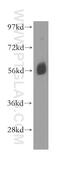BTG3 Associated Nuclear Protein antibody, 16393-1-AP, Proteintech Group, Western Blot image 
