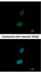 Zinc Finger Protein 133 antibody, NBP2-20963, Novus Biologicals, Immunofluorescence image 