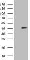 Synaptonemal Complex Protein 3 antibody, CF806646, Origene, Western Blot image 