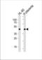 Myogenic Differentiation 1 antibody, TA324498, Origene, Western Blot image 