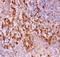 Prominin-1 antibody, PB9156, Boster Biological Technology, Immunohistochemistry frozen image 