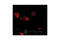 RAD52 Homolog, DNA Repair Protein antibody, 3425P, Cell Signaling Technology, Immunofluorescence image 