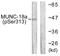 Syntaxin Binding Protein 1 antibody, LS-C199288, Lifespan Biosciences, Western Blot image 