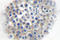 Adrenoceptor Alpha 2A antibody, LS-C176895, Lifespan Biosciences, Immunohistochemistry paraffin image 