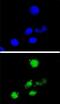 p21 antibody, PA5-25960, Invitrogen Antibodies, Immunofluorescence image 