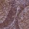 Syntaxin 7 antibody, NBP1-87497, Novus Biologicals, Immunohistochemistry frozen image 