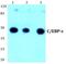 CCAAT Enhancer Binding Protein Epsilon antibody, PA5-36094, Invitrogen Antibodies, Western Blot image 