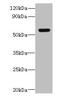 Solute Carrier Family 35 Member F5 antibody, CSB-PA840985LA01HU, Cusabio, Western Blot image 