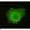 Tripartite Motif Containing 33 antibody, LS-C813136, Lifespan Biosciences, Immunofluorescence image 