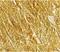 Beta-Secretase 2 antibody, PA5-19951, Invitrogen Antibodies, Immunohistochemistry frozen image 