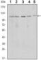 Sirtuin 1 antibody, NBP1-51641, Novus Biologicals, Western Blot image 