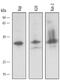 BCL2 Interacting Protein 3 Like antibody, AF4030, R&D Systems, Western Blot image 