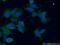 G1 to S phase transition protein 2 homolog antibody, 12989-1-AP, Proteintech Group, Immunofluorescence image 